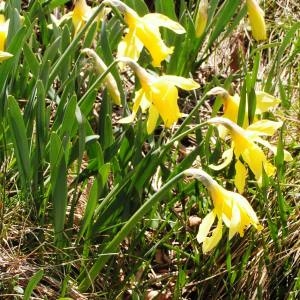 Photographie n°2152482 du taxon Narcissus bicolor L. [1762]