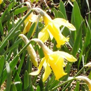 Photographie n°2152483 du taxon Narcissus bicolor L. [1762]
