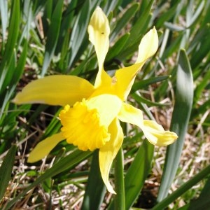 Photographie n°2152484 du taxon Narcissus bicolor L. [1762]