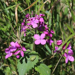 Photographie n°2152536 du taxon Lunaria annua L.