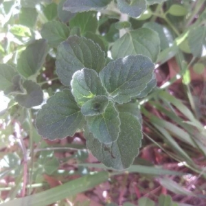 Photographie n°2152546 du taxon Mentha suaveolens Ehrh. [1792]