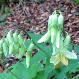 Photographie n°2152577 du taxon Lathyrus laevigatus (Waldst. & Kit.) Gren. [1865]