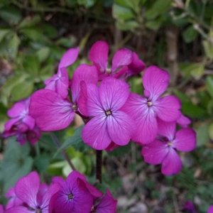 Photographie n°2152598 du taxon Lunaria annua L.