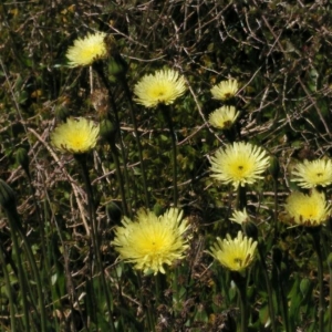 Photographie n°2152634 du taxon Urospermum dalechampii (L.) Scop. ex F.W.Schmidt [1795]