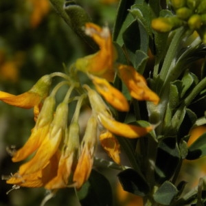 Photographie n°2152643 du taxon Medicago arborea L. [1753]