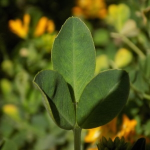 Photographie n°2152644 du taxon Medicago arborea L. [1753]