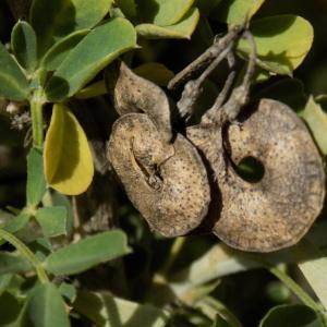 Photographie n°2152648 du taxon Medicago arborea L. [1753]