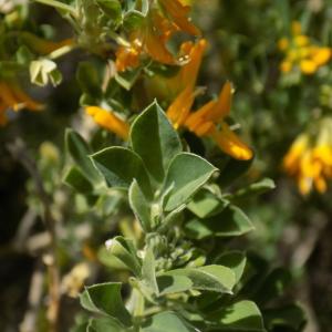 Photographie n°2152651 du taxon Medicago arborea L. [1753]