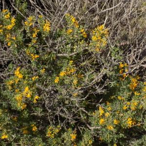 Photographie n°2152654 du taxon Medicago arborea L. [1753]