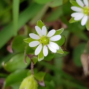 Photographie n°2152675 du taxon Stellaria media (L.) Vill. [1789]