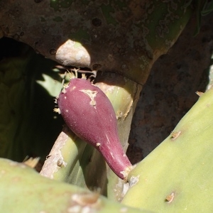 Photographie n°2152696 du taxon Opuntia stricta (Haw.) Haw. [1812]