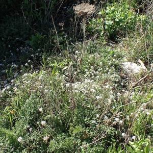 Photographie n°2152754 du taxon Daucus carota subsp. hispanicus (Gouan) Thell. [1926]