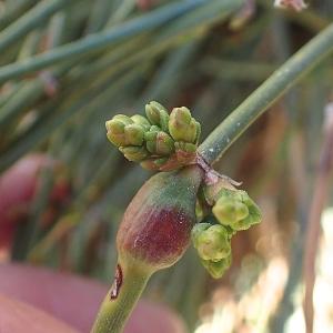 Photographie n°2152755 du taxon Ephedra distachya L. [1753]