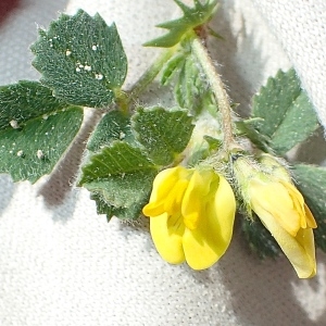 Medicago gerardi subsp. agrestis (Ten.) Bonnier & Layens (Luzerne de Gérard)