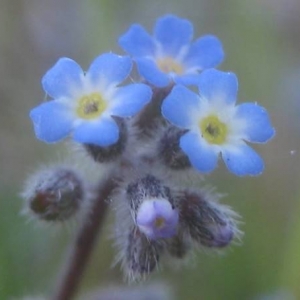 Photographie n°2152804 du taxon Myosotis des champs