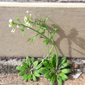 Photographie n°2152810 du taxon Arabidopsis thaliana (L.) Heynh.