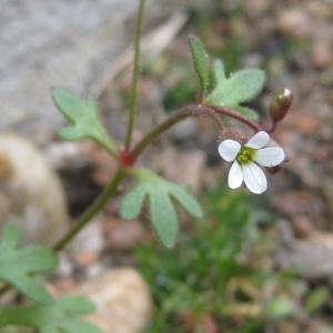 Photographie n°2152818 du taxon Saxifrage à trois doigts