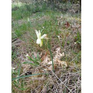 Narcissus triandrus L. (Narcís triandre)