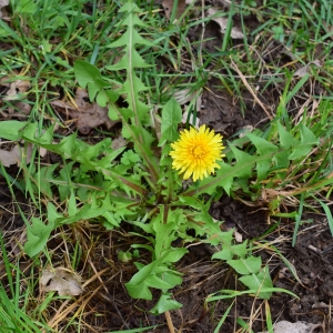 Photographie n°2152888 du taxon Taraxacum F.H.Wigg. [1780]