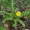  Gérard Leveslin - Taraxacum F.H.Wigg. [1780]