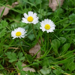 Photographie n°2152889 du taxon Bellis perennis L. [1753]