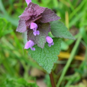 Photographie n°2152897 du taxon Lamium purpureum L. [1753]