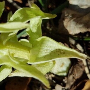 Photographie n°2152912 du taxon Petasites albus (L.) Gaertn. [1791]