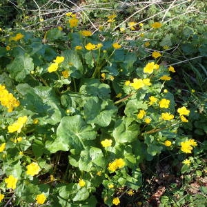 Photographie n°2152943 du taxon Caltha palustris L. [1753]