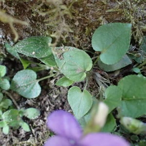 Photographie n°2152956 du taxon Viola riviniana Rchb. [1823]