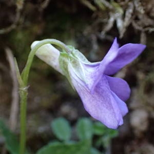 Photographie n°2152957 du taxon Viola riviniana Rchb. [1823]