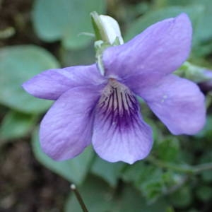 Photographie n°2152958 du taxon Viola riviniana Rchb. [1823]