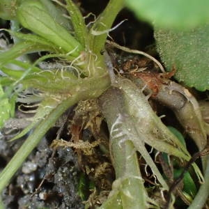 Photographie n°2152960 du taxon Viola riviniana Rchb. [1823]