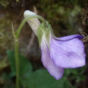 Photographie n°2152961 du taxon Viola riviniana Rchb. [1823]