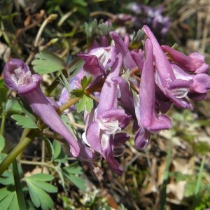 Photographie n°2152993 du taxon Corydalis solida (L.) Clairv. [1811]