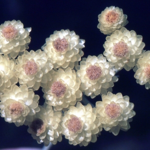 Photographie n°2153009 du taxon Helichrysum stoechas (L.) Moench [1794]