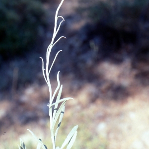 Photographie n°2153010 du taxon Helichrysum stoechas (L.) Moench [1794]