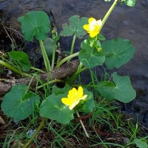 Photographie n°2153011 du taxon Caltha palustris L. [1753]