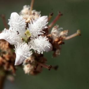 Photographie n°2153014 du taxon Menyanthes trifoliata L. [1753]