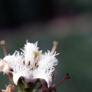 Photographie n°2153016 du taxon Menyanthes trifoliata L. [1753]