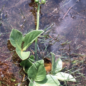 Photographie n°2153017 du taxon Menyanthes trifoliata L. [1753]