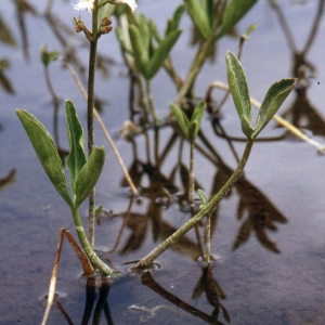 Photographie n°2153019 du taxon Menyanthes trifoliata L. [1753]