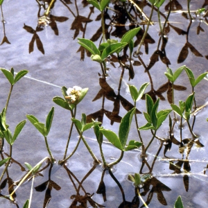 Photographie n°2153020 du taxon Menyanthes trifoliata L. [1753]