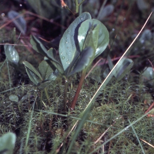 Photographie n°2153025 du taxon Menyanthes trifoliata L. [1753]