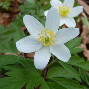 Photographie n°2153054 du taxon Anemone nemorosa L. [1753]