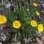  Christophe LABIOUSE - Taraxacum officinale F.H.Wigg. [1780]