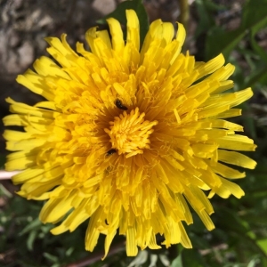 Photographie n°2153064 du taxon Taraxacum officinale F.H.Wigg. [1780]