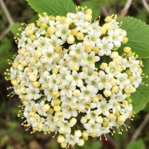 Photographie n°2153074 du taxon Viburnum lantana L. [1753]