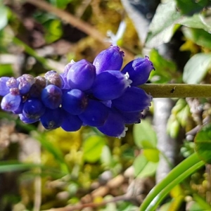 Photographie n°2153082 du taxon Muscari neglectum Guss. ex Ten. [1842]