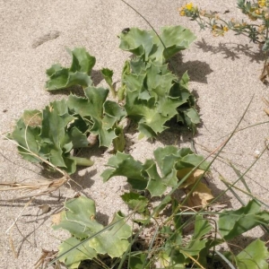 Photographie n°2153090 du taxon Eryngium maritimum L. [1753]