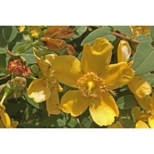 Hypericum patulum Thunb.